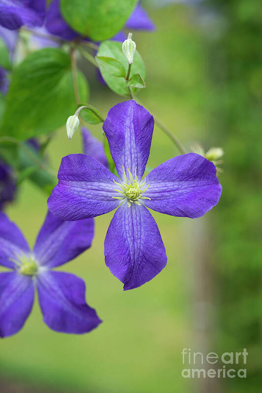 Clematis Jenny Art Print featuring the photograph Clematis Jenny by Tim Gainey