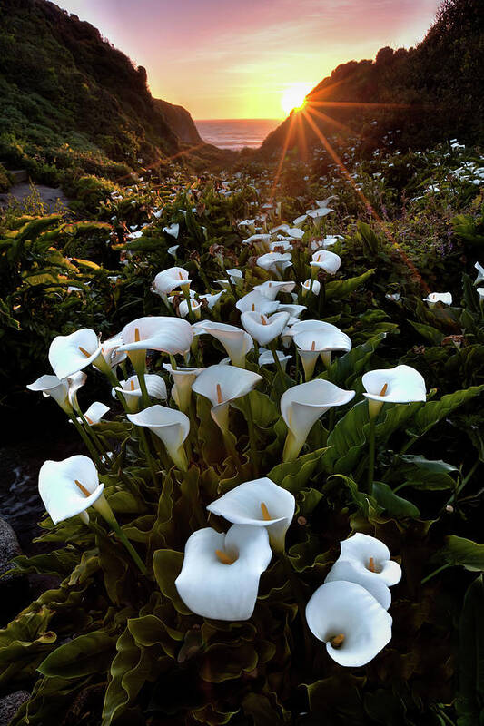 Big Sur Art Print featuring the photograph Coastal Calla Lilies by Ryan Smith