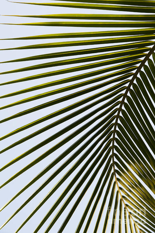 Coconut Art Print featuring the photograph Coconut Palm Leaf by Tim Gainey