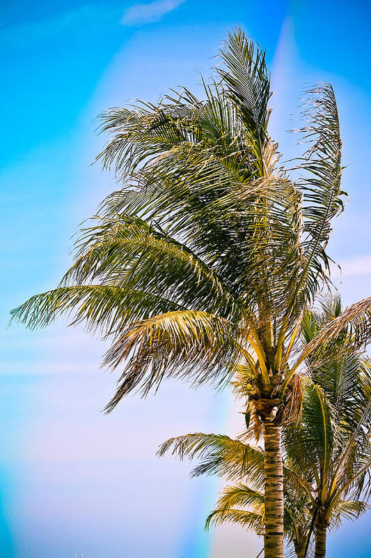 Palm Trees Art Print featuring the photograph Color Drenched Palm Trees by Colleen Kammerer