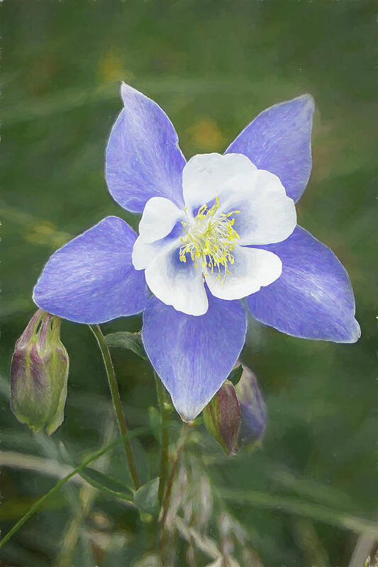 Flower Art Print featuring the photograph Colorado Columbine by Jennifer Grossnickle