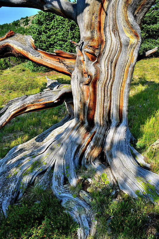 Mt. Evans Art Print featuring the photograph Colorful Patterns in Ancient Bristlecone Pine on Mt. Goliath by Ray Mathis