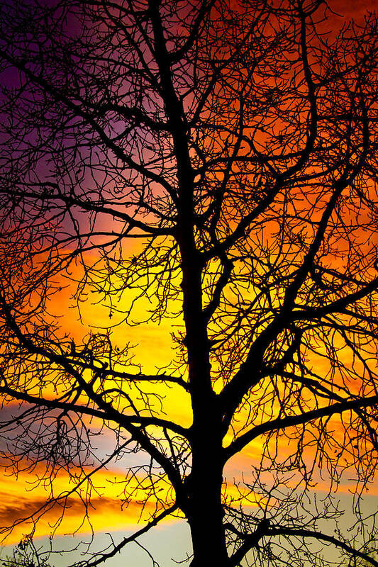 Silhouette Art Print featuring the photograph Colorful Silhouette by James BO Insogna