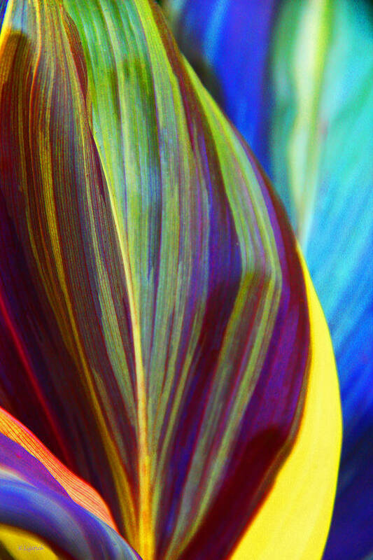 Ti Art Print featuring the photograph Colorful Ti Leaves by Kerri Ligatich