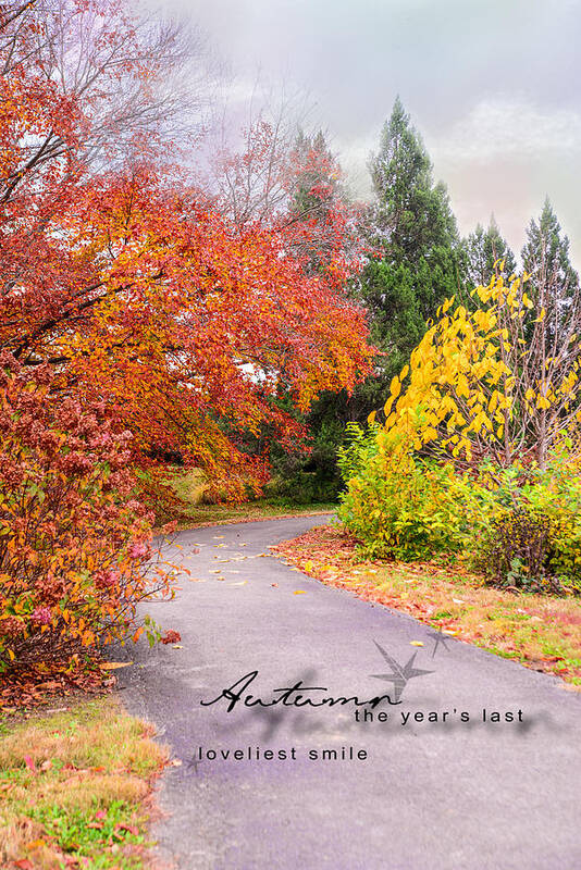 Bernheim Arboretum And Research Forest Art Print featuring the photograph Colors of Autumn by Mary Timman