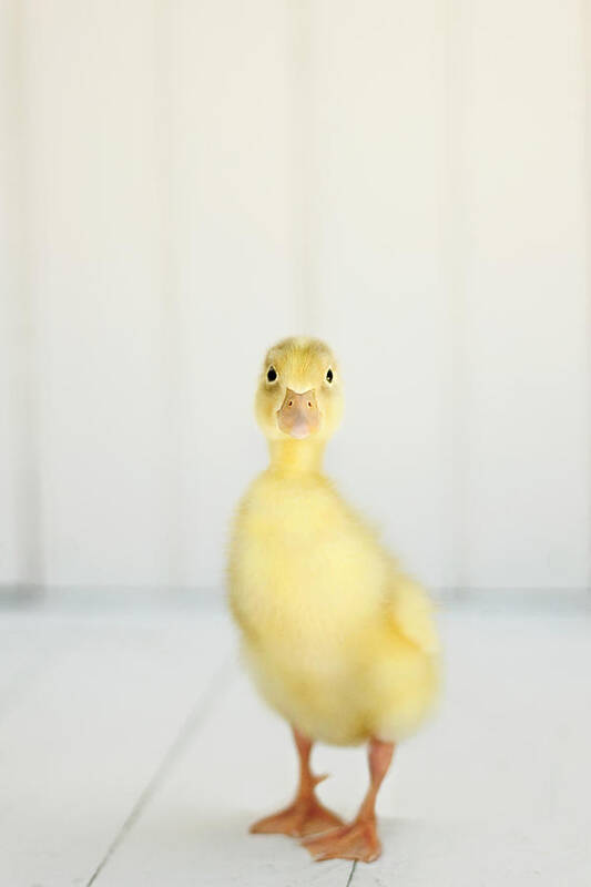 Duck Art Print featuring the photograph Come Play With Me by Amy Tyler
