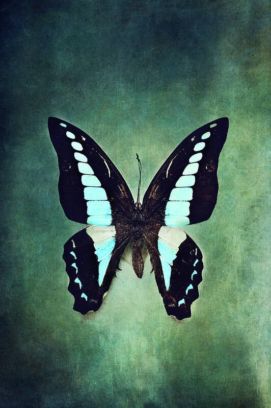 Graphium Sarpedon Art Print featuring the photograph Common Bluebottle Butterfly by Stephanie Frey