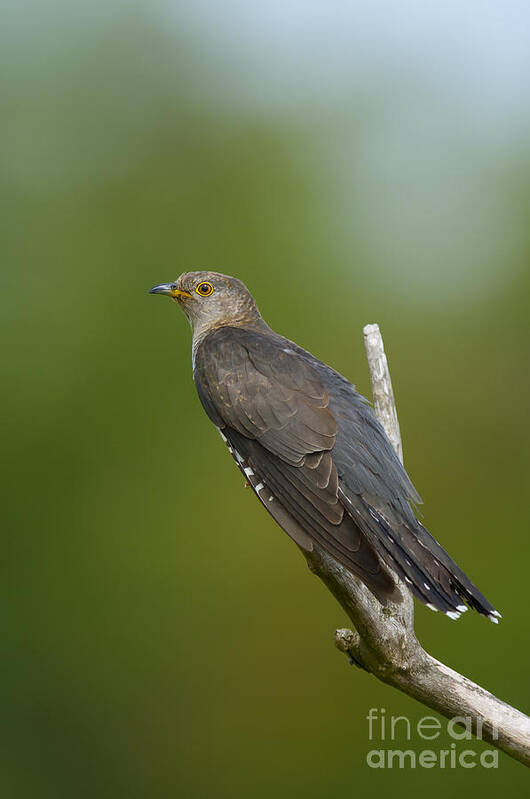 Common Cuckoo Art Print featuring the photograph Common Cuckoo by Steen Drozd Lund