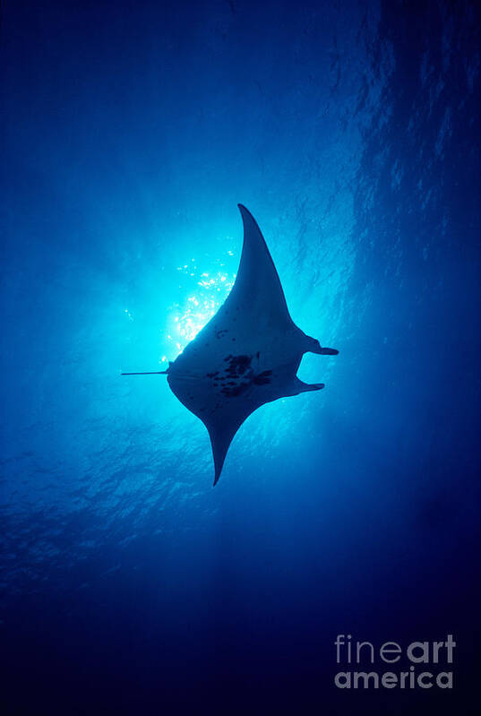 A86b Art Print featuring the photograph Common Manta Ray by Ed Robinson - Printscapes