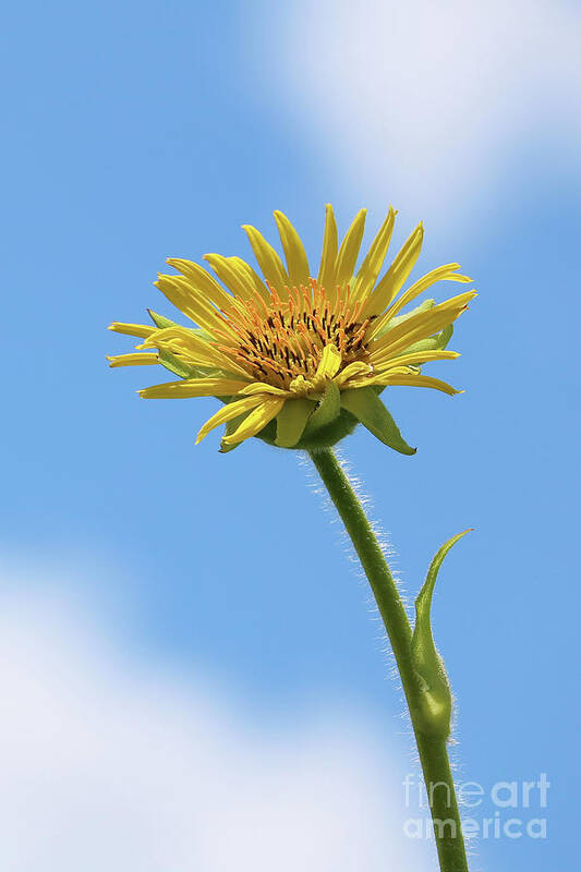 Compass Plant Art Print featuring the photograph Compass Plant by Anita Oakley
