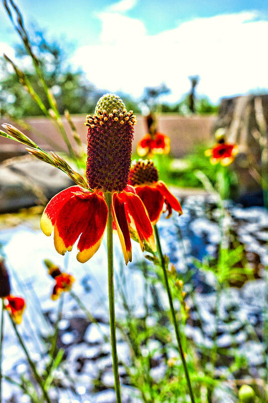 Cone Flower Art Print featuring the photograph Cone Flower and Pond by Robert Meyers-Lussier