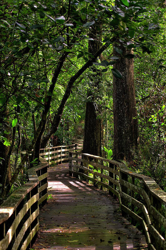Corkscrew Swamp Art Print featuring the photograph Corkscrew Swamp by Nick Shirghio