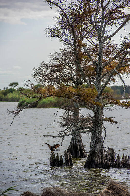 Cormorant Art Print featuring the photograph Cormorant by Paul Freidlund