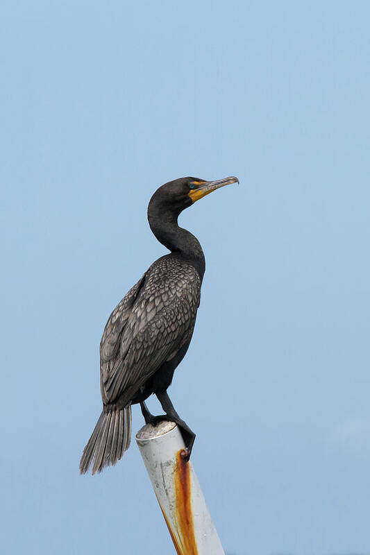 Cormorant Art Print featuring the photograph Cormorant Post by Paul Rebmann