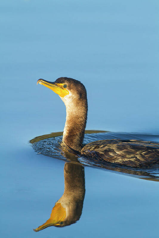 Cormorant Art Print featuring the photograph Cormorant Reflection by Mark Miller