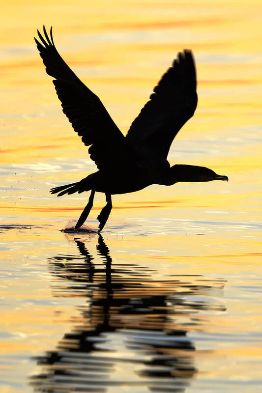 Cormorant Art Print featuring the photograph Cormorant Silhouette by Janet Fikar