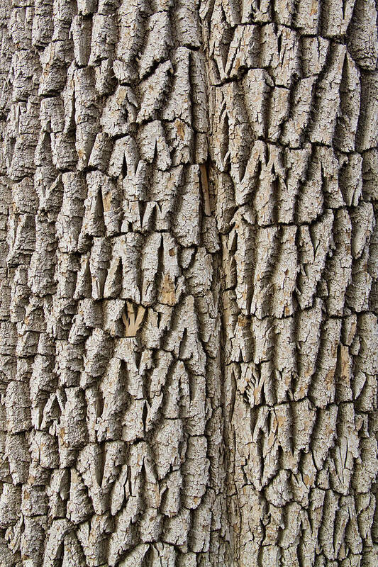 Texture Prints Art Print featuring the photograph Cottonwood Tree Texture Print by James BO Insogna