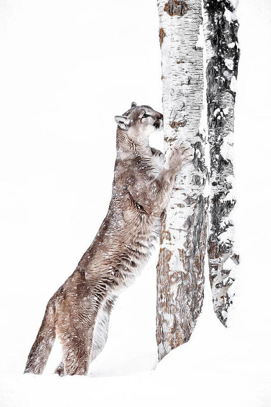 Cougars Tree Art Print featuring the photograph Cougars Tree by Wes and Dotty Weber