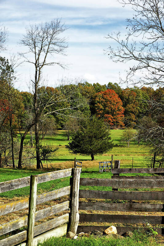 Trees Art Print featuring the photograph Country Corner by Cate Franklyn