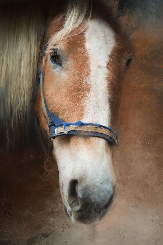 Horse Art Print featuring the photograph Cow Pony by Robin-Lee Vieira