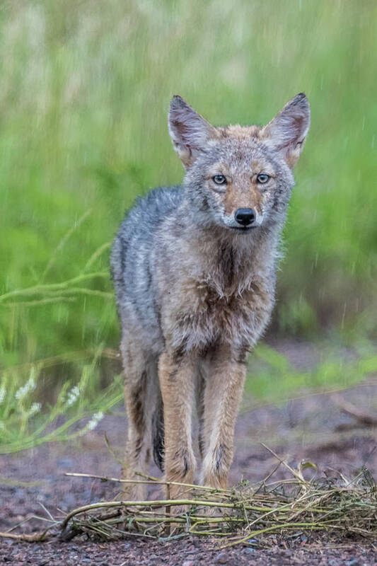  Art Print featuring the photograph Coyote in the rain by Paul Freidlund