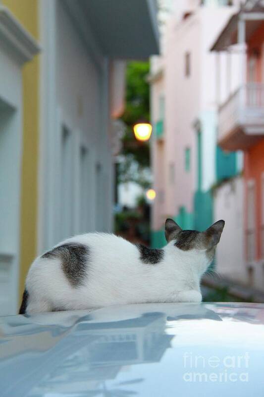 Old San Juan Art Print featuring the photograph Curious Kitty by Suzanne Oesterling