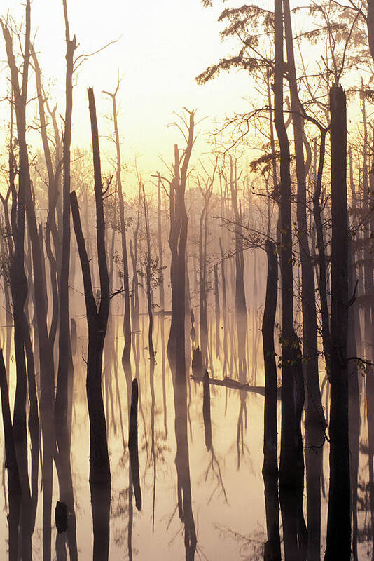 Cypress Art Print featuring the photograph Cypress Swamp by James C Richardson