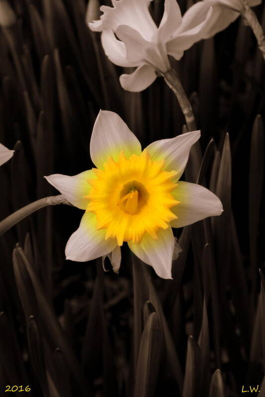 Daffodil Art Print featuring the photograph Daffodil by Lisa Wooten