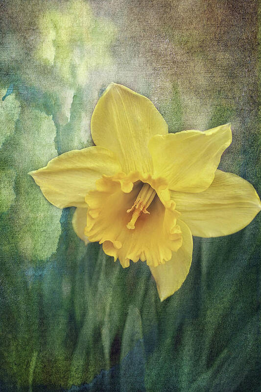 Daffodils In Bloom Print Art Print featuring the photograph Daffodils in Bloom by Gwen Gibson