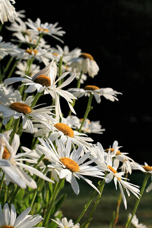 Daisies Art Print featuring the photograph Daisies by Dorothy Cunningham