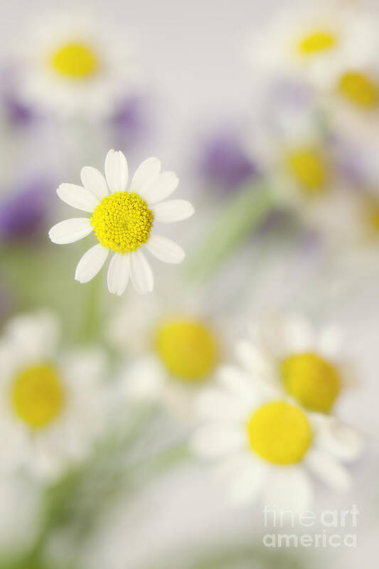 Daisies Art Print featuring the photograph Daisies in Morning Mist by Susan Gary