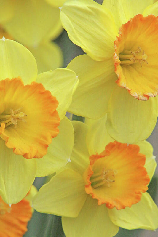 Daffodil Art Print featuring the photograph Dallas Daffodils 24 by Pamela Critchlow