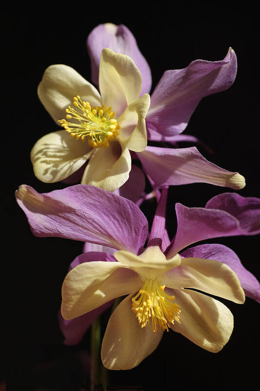 Purple Art Print featuring the photograph Dancing Columbine by Tammy Pool