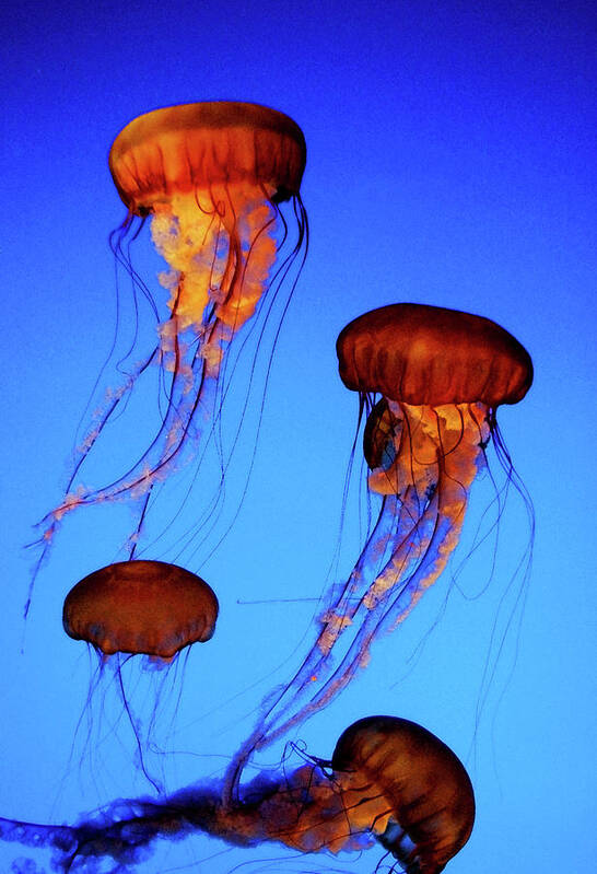 Jellyfish Art Print featuring the photograph Dancing Jellyfish by Anthony Jones
