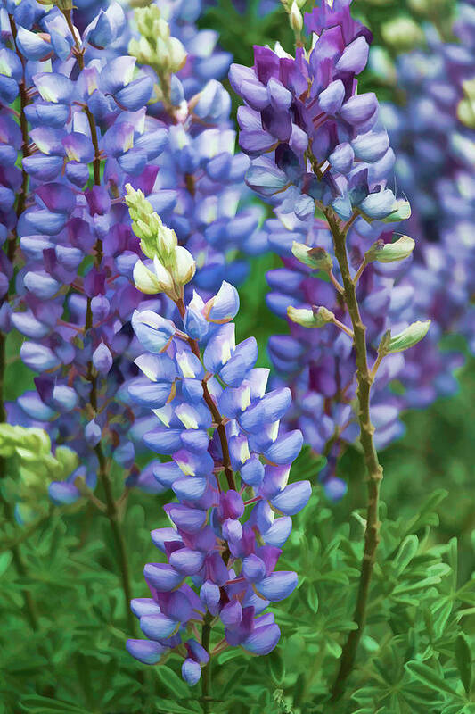 Wildflowers Art Print featuring the photograph Dancing Lupines - Spring in Central California by Ram Vasudev
