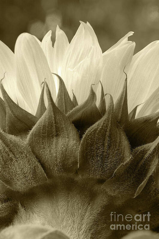 Dandelion Art Print featuring the photograph Dandelion in sepia by Micah May