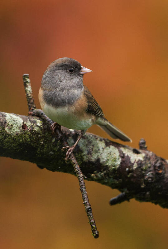 Junco Art Print featuring the photograph Dark-eyed Junco in Autumn by Angie Vogel