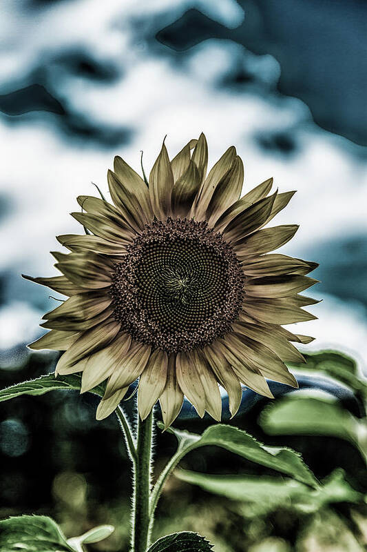 Agriculture Art Print featuring the photograph Dark Sunflower by Darryl Brooks