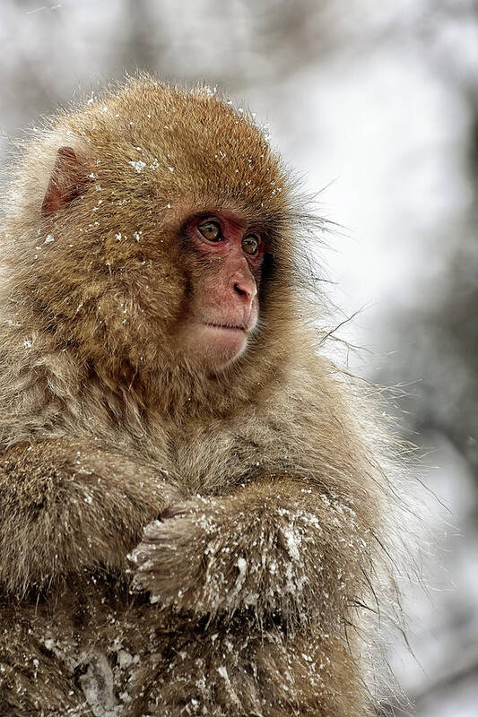 Snow Monkey Art Print featuring the photograph Deep in Thought by Kuni Photography