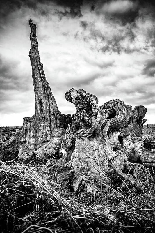 Tree Art Print featuring the photograph Defiance by Nick Bywater