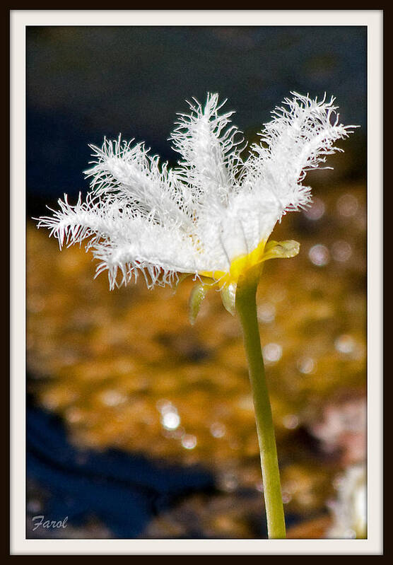 Lily Art Print featuring the photograph Delicate Lily by Farol Tomson