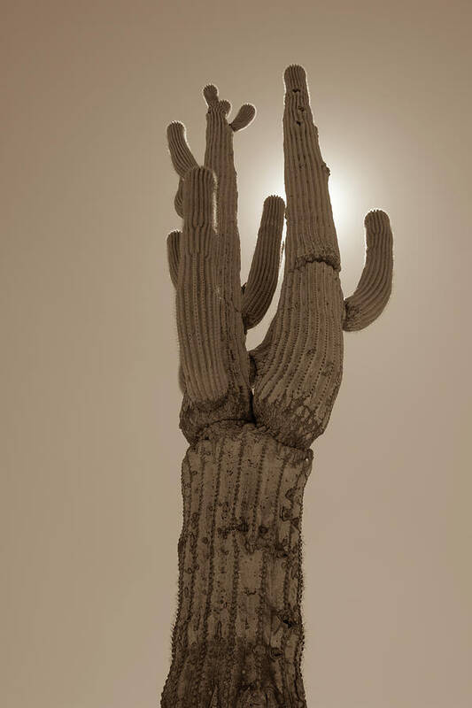 Desert Art Print featuring the photograph Desert cactus by Darrell Foster