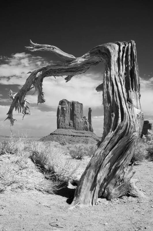 Black Art Print featuring the photograph Desert Tree by Mike Irwin