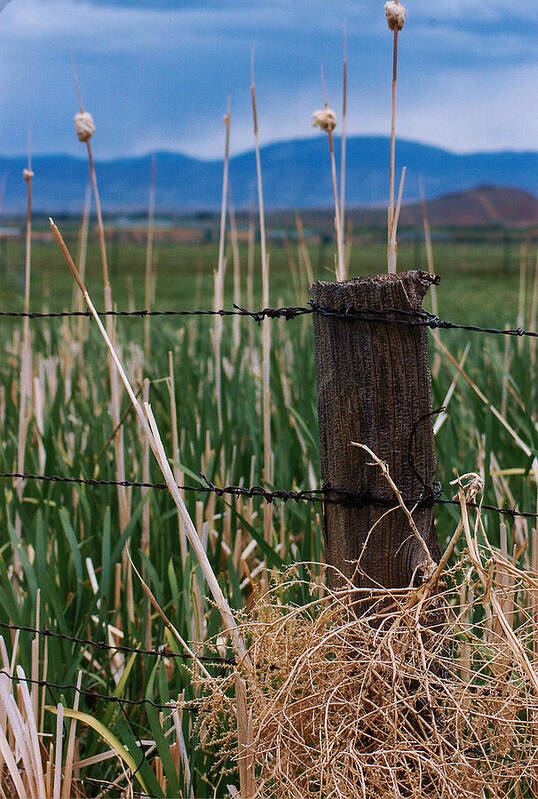 Desert Art Print featuring the photograph Deserted by Lori Mellen-Pagliaro