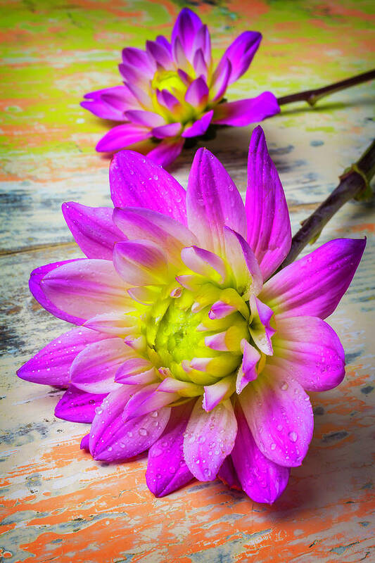 Color Art Print featuring the photograph Dewy Dahlia by Garry Gay