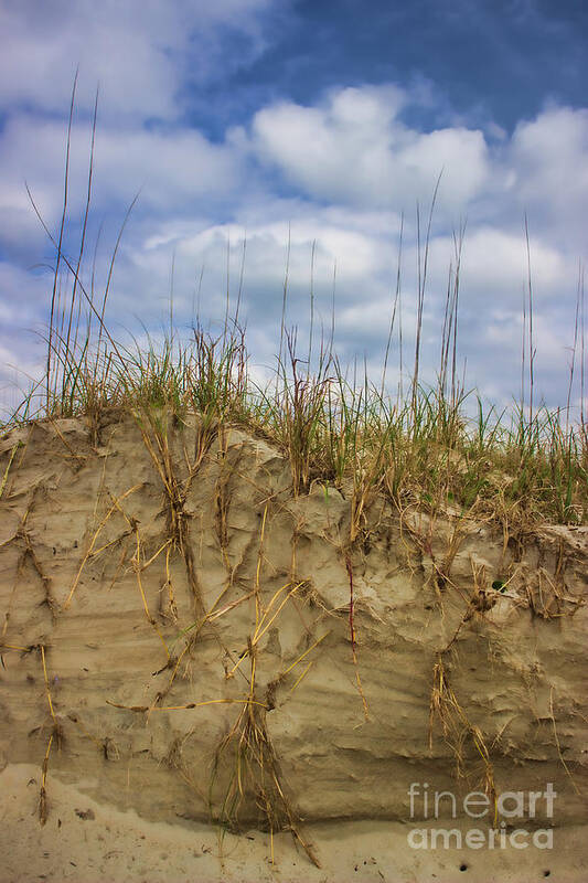 Sand Dunes Art Print featuring the photograph Digging in Deep in Sand Dunes by Roberta Byram