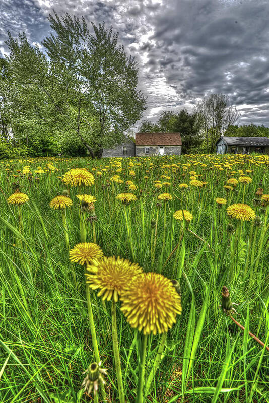 Dandelions Art Print featuring the photograph Dlion Delit by Jeff Cooper