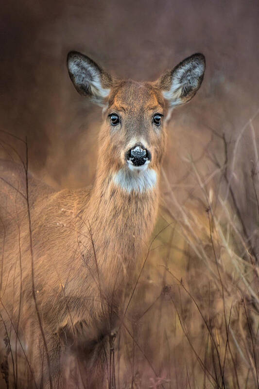 Deer Art Print featuring the photograph Doe a Deer by Robin-Lee Vieira
