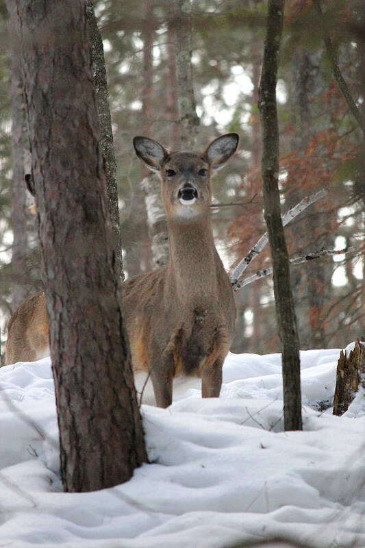 Whitetail Art Print featuring the photograph Doe In The Snow by Brook Burling