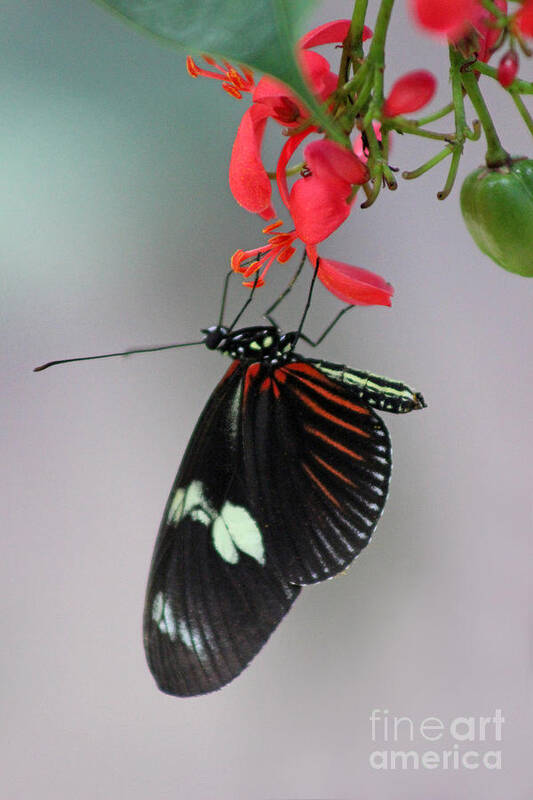 Nature Art Print featuring the photograph Doris Longwing Butterfly by Karen Adams